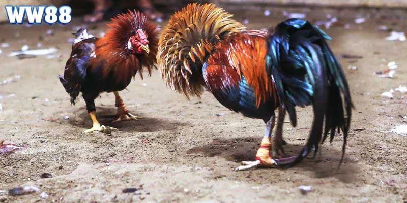 Chia sẻ về luật và các quy tắc trong cá cược chọi kê trực tuyến