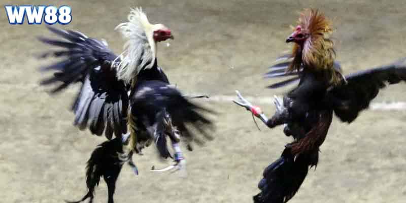 Thomo là nơi hội tụ nhiều trận đá gà đặc sắc