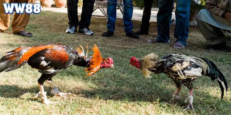 Giới thiệu một vài nét chung về sảnh cá cược chọi kê trực tuyến