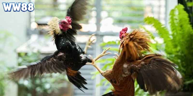 Thomo là nơi cung cấp các trận cá cược đá gà hàng đầu