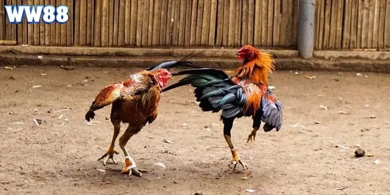 Những ưu điểm tuyệt vời khi tham gia cá cược đá gà WW88