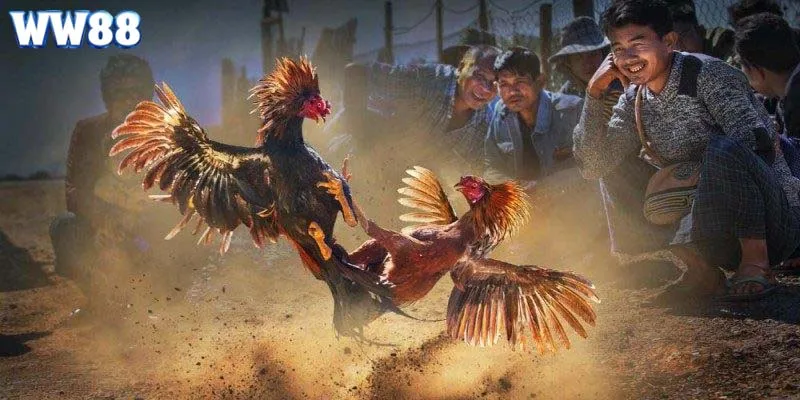 Chia sẻ về kinh nghiệm và mẹo đặt cược đá gà trực tuyến