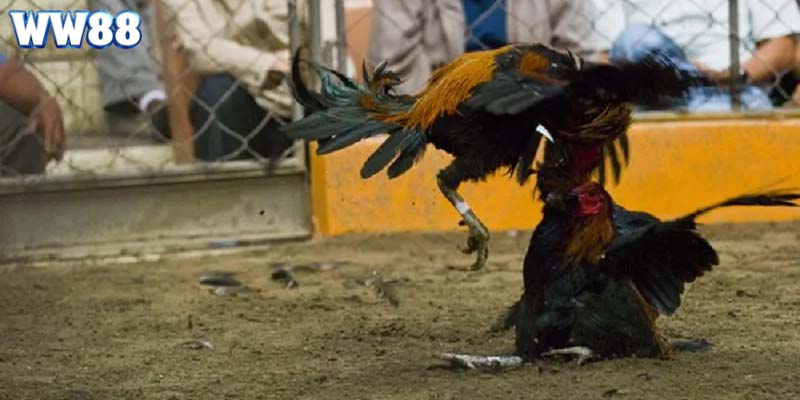 Đá gà Thomo nổi tiếng khắp Việt Nam